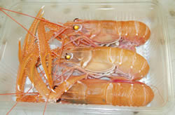 手長エビ「特大」